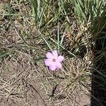 Phlox longifolia Flors