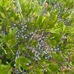 Morella cerifera Fruto