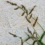 Echinochloa colona 花