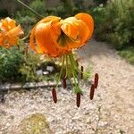 Lilium henryi Flower