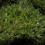 Eragrostis hypnoides Habit