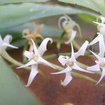 Cyrtorchis monteiroae Flower