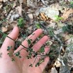 Cytisus spinosus Leht