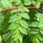 Begonia foliosa برگ