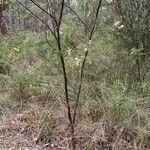 Acacia linifolia Buveinė