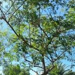 Thevetia neriifolia Otro