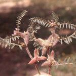 Astragalus sinaicus Froito