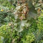 Fremontodendron mexicanum Leaf