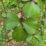 Cissus trifoliata Yaprak