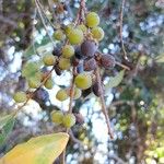 Alphitonia excelsa Fruit