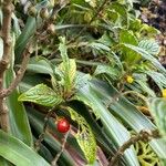 Besleria lutea Fruit