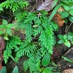 Selaginella flabellata Hoja