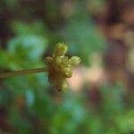 Pilea urticifolia Lorea