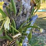 Brassavola nodosa Habit