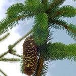 Picea sitchensis Fruto