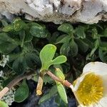 Ranunculus glacialis Folha