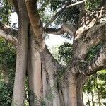 Ficus altissima Habitat