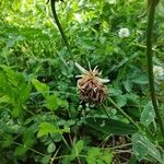 Trifolium montanum Frukt