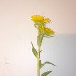 Inula britannicaList