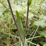 Cephalanthera rubra Levél