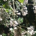 Chromolaena odorata Flor