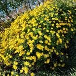 Euryops chrysanthemoides Агульны выгляд