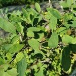 Ilex mucronata Blatt