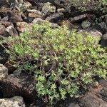 Euphorbia balsamifera Hábito