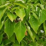 Cornus kousa Leaf