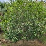 Calophyllum soulattri Other