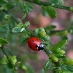 Cytisus scoparius Φύλλο