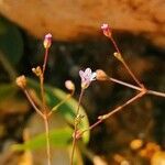 Gypsophila perfoliata Fula