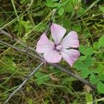 Malva trimestris Flower