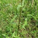 Rhinanthus major Blad