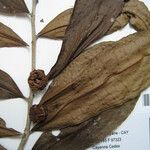 Neoptychocarpus apodanthus ᱮᱴᱟᱜ