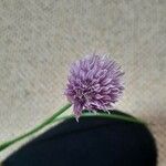 Allium schoenoprasumFlower