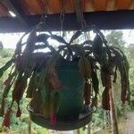 Schlumbergera bridgesii Hàbitat
