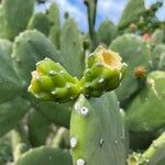 Opuntia cochenillifera Plod