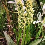 Platanthera hyperborea Floare