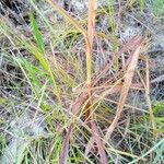 Andropogon bicornis Leaf