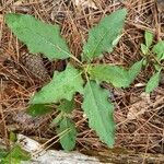 Solanum carolinense Levél