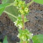 Parietaria judaica Flower