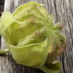 Abutilon theophrasti Frukt