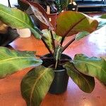 Philodendron erubescens Blad