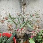 Salmonopuntia salmiana Flower