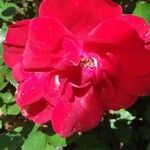 Rosa pendulina Fiore