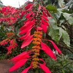 Warszewiczia coccinea Flor