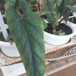 Alocasia scalprum Feuille