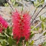 Melaleuca rugulosaFleur