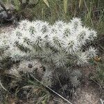 Cylindropuntia tunicata عادت